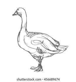 duck hand draw sketch, vector