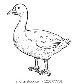 Duck hand draw sketching, vector illustration, ink style, drawing, hand drawn, black and white.  