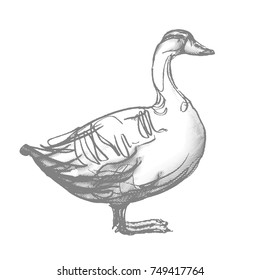 duck hand draw, vector 