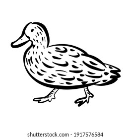 Duck hand drawn illustration in vector isolated on white background.Duck logo icon