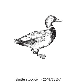 duck hand drawn illustration vector