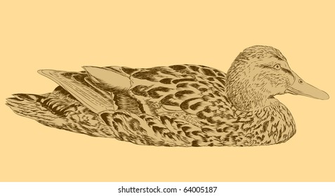 Duck in handwriting style