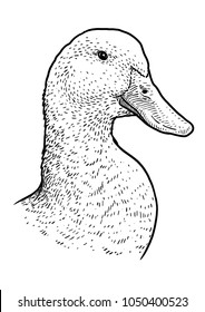 Duck head portrait illustration, drawing, engraving, ink, line art, vector