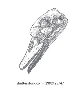 Duck head skull. Hand drawing. Witchcraft magic, occult attribute decorative element. Vector.