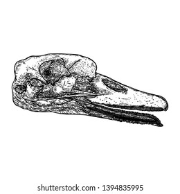Duck head skull. Hand drawing. Witchcraft magic, occult attribute decorative element. Vector.
