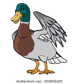 duck illustration vector colors green and brown duck with orange beak and gray feathers lifting the wing