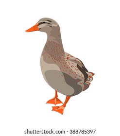 duck. illustration. vector isolated object