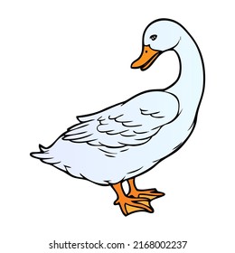 duck illustration,isolated on white background,top view