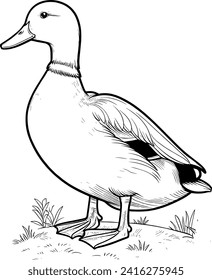 DUCK ILLUSTRATIONS FOR CHILDREN TO LEARN TO COLORING