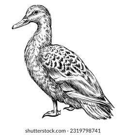 Duck ink vintage sketch, animal illustration, female mallard bird.