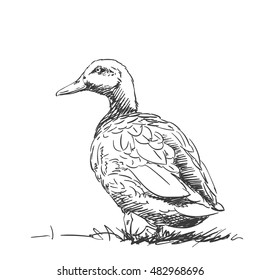 Duck isolated back view Vector sketch Hand drawn illustration black on white background