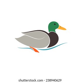 Duck. Isolated bird on white background. Vector illustration