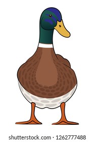 Duck isolated on white background. Vector illustration.