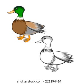 A duck isolated on a white background. Colorful and monochrome versions. Vector-art illustration