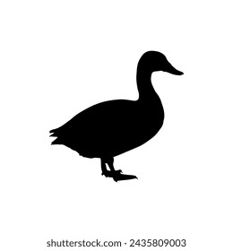  duck isolated on white background 