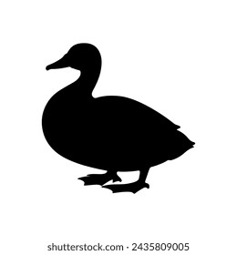  duck isolated on white background 