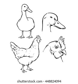 Duck isolated on a white background. Hand drawn sketch style duck outline set. vector illustration. 
