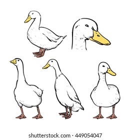 Duck isolated on a white background. Hand drawn sketch style duck set. vector illustration. 