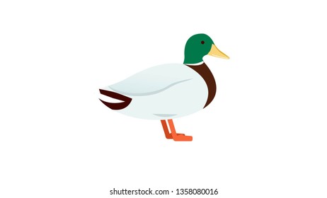 Duck isolated vector illustration