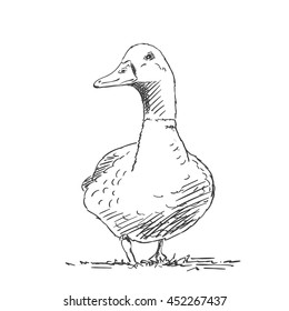 Duck isolated Vector sketch Hand drawn illustration black on white background