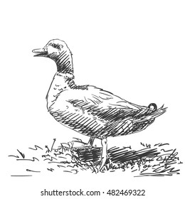 Duck isolated Vector sketch Hand drawn illustration black on white background