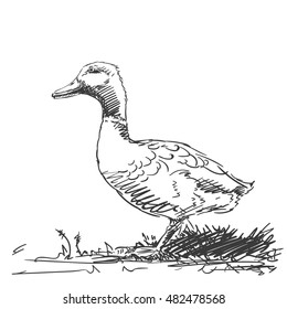 Duck isolated Vector sketch Hand drawn illustration black on white background