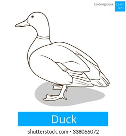 Duck learn birds educational game coloring book vector illustration