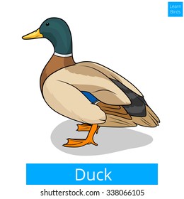 Duck learn birds educational game vector illustration