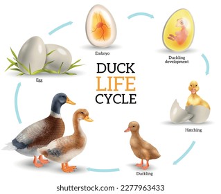 Estadios del ciclo de vida del pato infografías realistas con huevos patitos y pájaros adultos ilustración vectorial