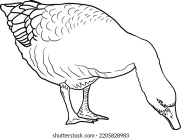 Duck line art drawing. Hand drawn animal isolated vector illustration.
