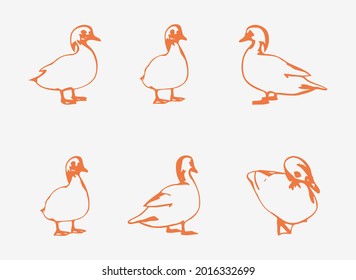 Duck line icons in orange color on white background