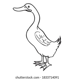 duck line vector illustration,isolated on white background,top view