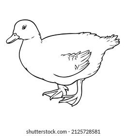 duck line vector illustration,isolated on white background,top view