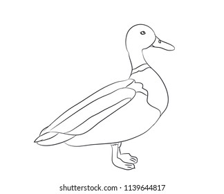 duck lines. vector, white background