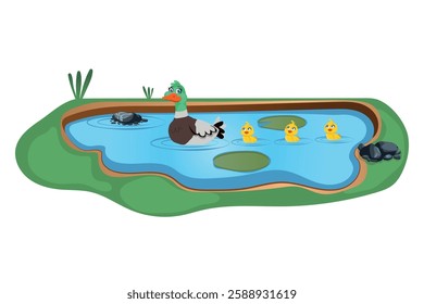 duck little ducklings swimming pond vector.