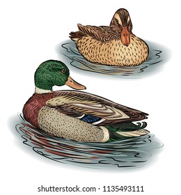 Duck male and female swim in the pond in the water Yu Birds, mallards, farm animals. Vector illustration.