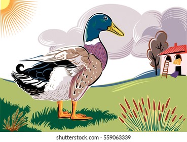 duck male, near a farm.
