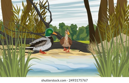 A duck and a mallard drake stand on the shore of a lake. Realistic vector landscape