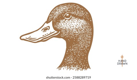 Duck, mallard sketch. Hand drawn. Vintage retro print, black duck, mallard drake drawing, engrave old school style. Sketch artwork silhouette duck, mallard drake, white background. Vector Illustration