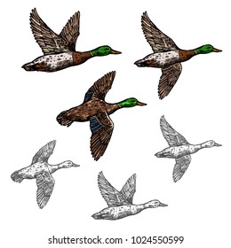 Duck mallard wild bird vector sketch icon. Drake duck flying symbol for wildlife fauna and zoology or hunting sport team trophy symbol and nature zoo adventure club design