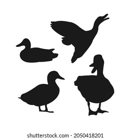 Duck Models Vector Silhouette Quack Vector Stock Vector (Royalty Free ...