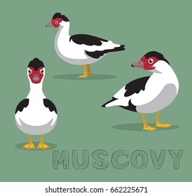 Duck Muscovy Cartoon Vector Illustration