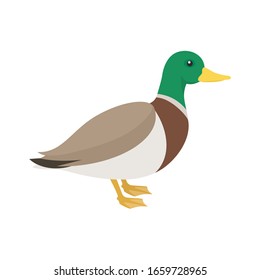 duck on the side. Isolated vector illustration