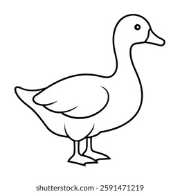A Duck on White background 