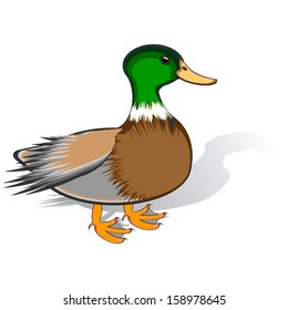 A duck on a white background. Vector-art illustration