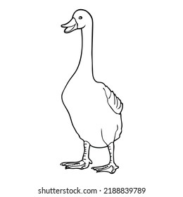 duck outline vector illustration,isolated on white background,top view