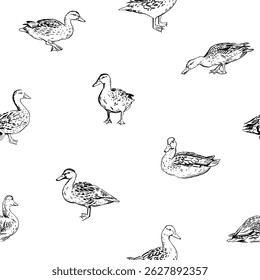 Patrón de pato en estilo realista dibujado a mano. Patos mallard lindos y curiosos en diferentes poses, aislados en blanco. Patrón inconsútil para la materia textil, el Fondo de pantalla, el papel de embalaje y más. Vector