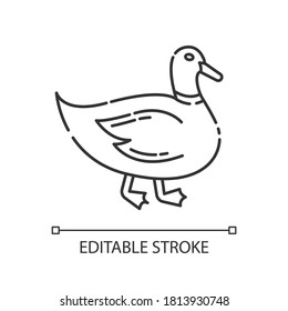 Duck pixel perfect linear icon. Domestic bird. Poultry farm, husbandry thin line customizable illustration. Contour symbol. Mallard, quack vector isolated outline drawing. Editable stroke