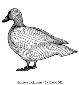 Duck polygonal lines illustration. Abstract vector duck on the white background