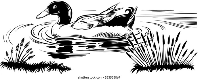 Duck in a pond.